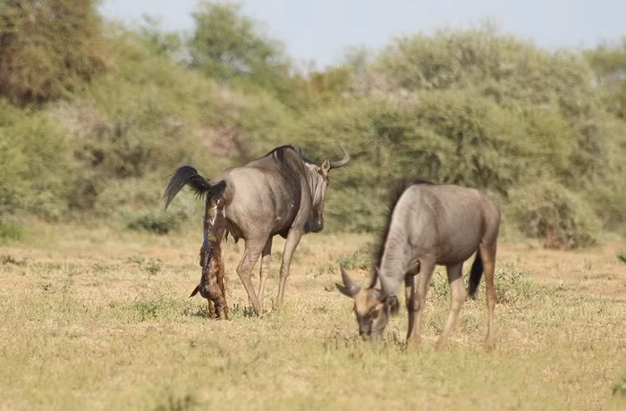Michelle Sole là nhiếp ảnh gia động vật hoang dã đã sống và làm việc trên những cánh đồng, trong những bụi rậm suốt 4 năm rưỡi nhưng chưa lần nào được chứng kiến một ca sinh đẻ hoang dã thành công.
