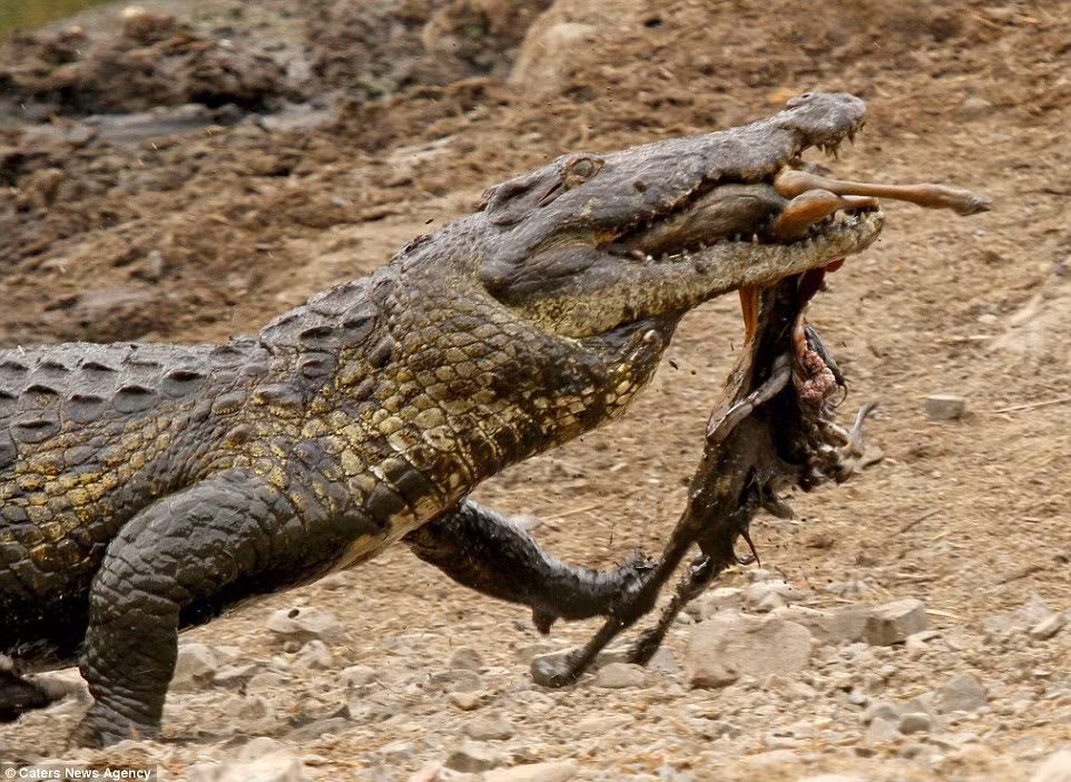 Những con cá sấu khổng lồ, nguy hiểm tập trung với số lượng lớn ở tất cả những vũng nước có thể ẩn thân và luôn có đủ kiên nhẫn để chờ đợi những con mồi non nớt.