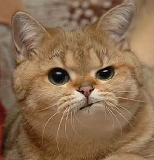 Nhung con meo co bo mat nguy hiem nhat the gioi-Hinh-6