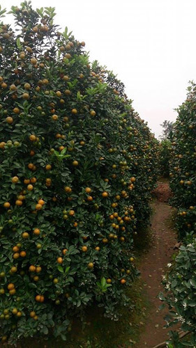 Người chơi quất sành không thích các thế quất gò bó, thiếu tự nhiên