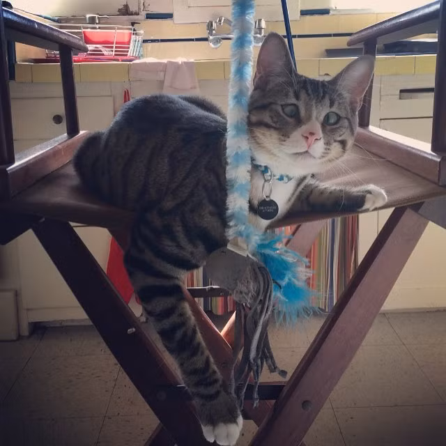 Hiện tại, Bum là con nuôi động vật rất được cưng chiều. Chú mèo đáng yêu còn được chủ nhân của mình lập cho một tài khoản Instagram và cập nhật hình ảnh thường xuyên, thu hút rất nhiều sự chú ý.