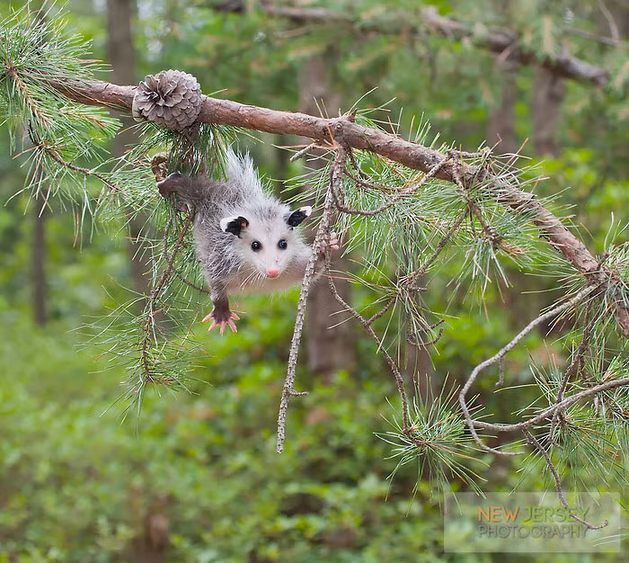 Thú có túi ôpốt còn có khả năng leo trèo cực đỉnh. Những ngón tay, ngón chân và đuôi bé xíu nhưng cực kỳ mềm dẻo, linh hoạt.