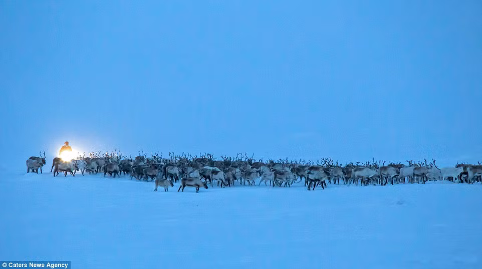 Hình ảnh người Sami chiều đèn chỉ huy cuộc di cư của đàn tuần lộc.