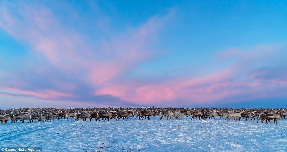 Vì lý do truyền thống, môi trường, văn hóa và chính trị, việc chăn nuôi tuần lộc được dành riêng cho người Sami về mặt pháp luật ở một số vùng ở các nước Bắc Âu.