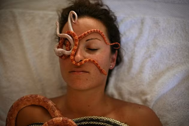 Nhiều người có thể nghĩ đây là một hình ảnh trong bộ phim kinh dị vì ngoài đời rất ít người dám tiếp xúc thân mật với những con rắn độc. Tuy nhiên đây là hình ảnh thật của liệu pháp massage quái dị nhất thế giới, massage bằng rắn.