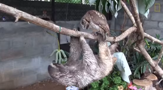 Sau nhiều tuần bú bình, Boki nhanh nhẹn, khỏe mạnh và được Correa và Yángüez cho tập leo trèo. Lúc mới bắt đầu học trèo cây, Boki rất không hợp tác, chú làm sai động tác và hai vợ chồng Correa và Yángüez phải sửa rất nhiều.