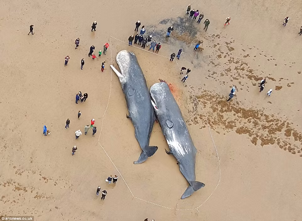 Ngày 24/1, ba con cá nhà táng dạt vào bờ ở Skegness, Lincolnshire. Trước đó một hôm, ngày 23/1, một xác cá nhà táng chết thảm, trôi dạt bờ , được tìm thấy ở Hunstanton, Norfolk, nước Anh.