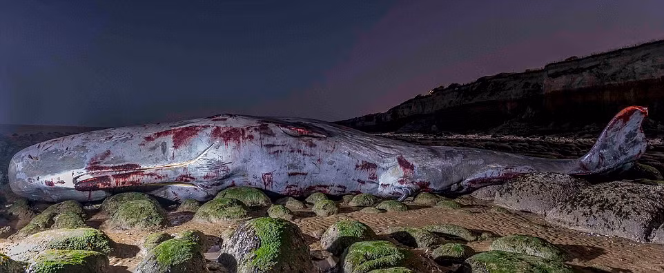Rob Deavillen, một chuyên gia, quản lý nhóm hoạt động điều tra cho biết nhóm của ông sẽ tiến hành mổ tử thi những xác cá voi này để tìm hiểu kỹ hơn về nguyên nhân dẫn đến cái chết của chúng và nắm rõ hơn hoạt động của loài cá này dưới lòng đại dương.