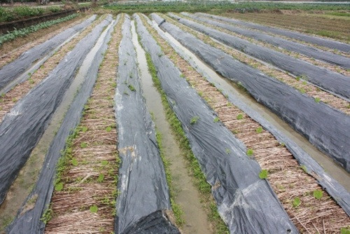 Nhiều luống rau được che chắn cẩn thận để tránh mưa rét.