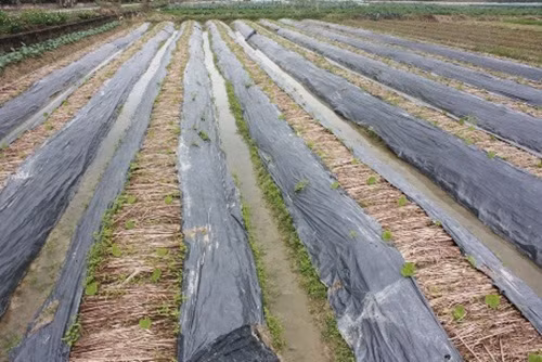 Nhiều luống rau được che chắn cẩn thận để tránh mưa rét.