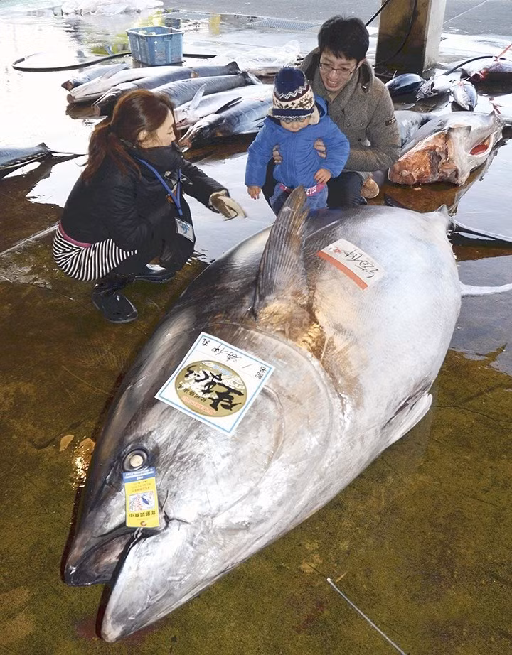 Các ngư dân Wakayama hào hứng gọi đây là cá ngừ vua. Nhiều người hào hứng chụp ảnh lưu niệm với con cá.