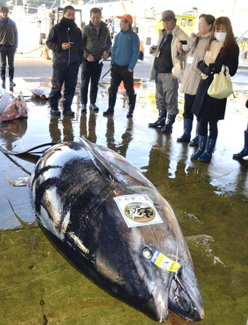Thủy quái cá ngừ này là con cá ngừ lớn nhất ngư dân Nhật Bản bắt được kể từ năm 1949.