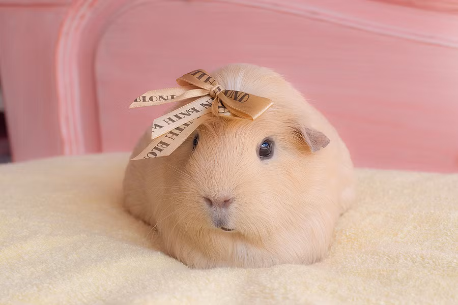 Booboo nặng khoảng 1kg và ước chừng khoảng 3 tuổi. Thức ăn ưa thích của cô chuột lang đáng yêu này là rau diếp xoăn và cà rốt.