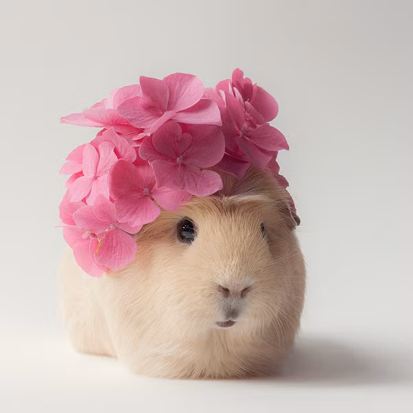 Trở thành "nàng thơ" của chủ nhân, Booboo thường xuyên xuất hiện với hình ảnh được chau chuốt kỹ càng, khiến người xem vô cùng thích thú.