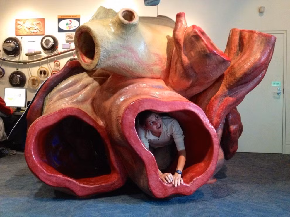 Trái tim của một con cá voi xanh lớn như một chiếc xe hơi với động mạch đủ rộng cho một con người bơi qua.