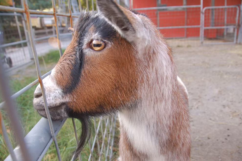 Con ngươi trong mắt của loài dê có hình chữ nhật dài, hẹp.