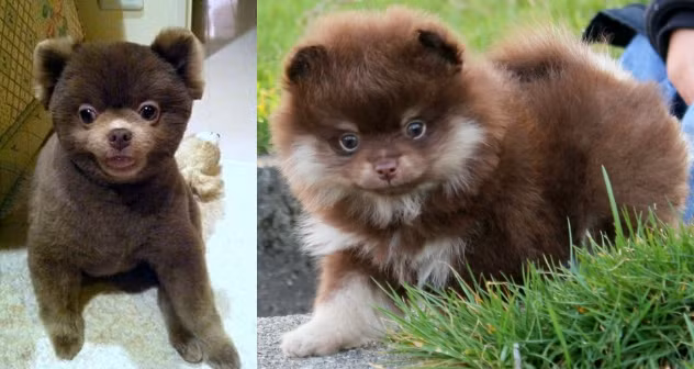 Sinh vat la nua giong gau, nua giong cho gay xon xao-Hinh-3