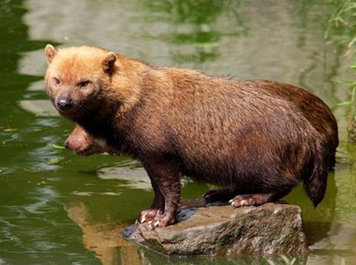 Sinh vat la nua giong gau, nua giong cho gay xon xao-Hinh-2