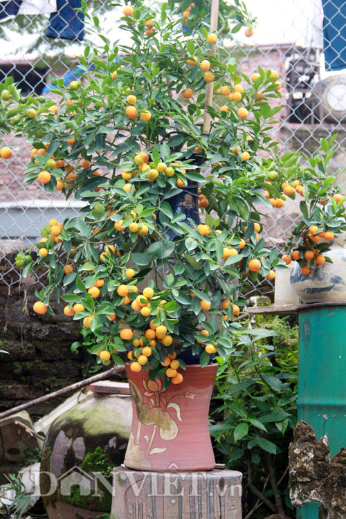 Là chủ nhân của khoảng 600 cây quất bonsai được uốn tỉa long, ly, quy, phượng và trồng trong những chiếc bình gốm sứ, ông Bùi Thế Mạnh (48 tuổi) được xem là một trong số ít những nghệ nhân của làng sở hữu những cây quất thế độc lạ.