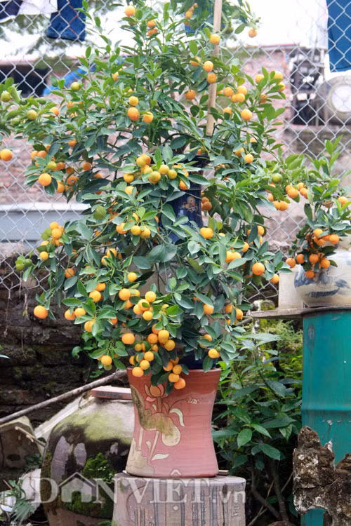 Là chủ nhân của khoảng 600 cây quất bonsai được uốn tỉa long, ly, quy, phượng và trồng trong những chiếc bình gốm sứ, ông Bùi Thế Mạnh (48 tuổi) được xem là một trong số ít những nghệ nhân của làng sở hữu những cây quất thế độc lạ.