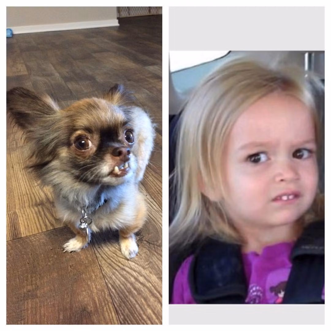 Chewie, ngôi sao động vật mới nổi trên Instagram là một chú chó Chihuahua nhỏ nhắn, đáng yêu và hết sức hài hước.