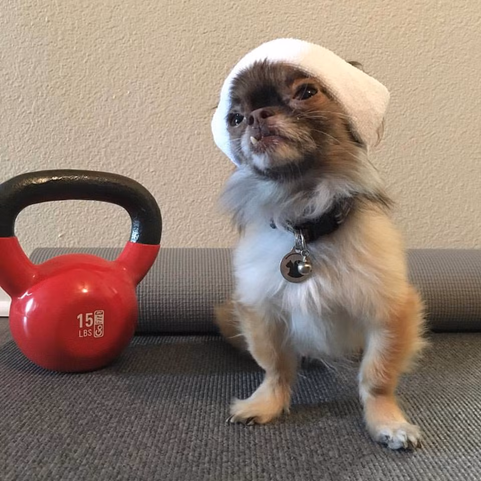 Trước khi được nhận nuôi và trở nên nổi tiếng, Chewie đã có một quá khứ buồn tủi. Sinh ra với ngoại hình xấu xí, không được bằng anh em, bạn bè, Chewie bị bỏ rơi, phải lang thang bữa đói bữa no qua ngày trên khắp các đường phố ở Yuma, Arizona.