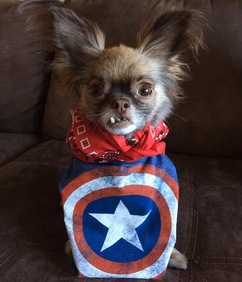 Sau khi được cứu, Chewie ngày càng trở nên hoạt bát và thân thiện, mang lại tiếng cười, sự vui vẻ cho mọi người. Điều đặc biết nhất là Chewie đã trở nên nổi tiếng với ngoại hình khác lạ của mình. Những bức ảnh Chewie cosplay nhân vật nổi tiếng khiến chú chó Chihuahua này được nhiều người biết đến hơn.