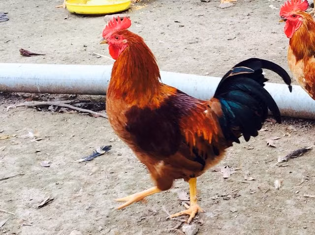 Một con gà cúng đêm giao thừa phải đảm bảo thân hình săn chắc, lông mượt, chân vàng nhưng phải nhỏ, mào cờ và đặc biệt phải là gà giò