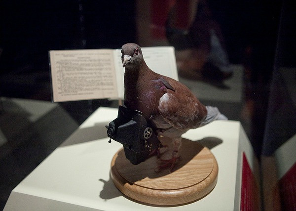 4.Trong cả hai cuộc chiến tranh thế giới, chim bồ câu là một trong những điệp viên động vật rất quan trọng. Chúng lưu chuyển, cất giữ những viên nang có chứa thư mật, bản đồ, hình ảnh... Những conđiệp viên bồ câuđược huấn luyện rất tốt., 90% những tin nhắn sử dụng điệp viên bồ câu đãđược chuyển giao trong Thế chiến II. Hơn 32 con chim bồ câu đã được nhận Huy chương Dickin, giải thưởng cao nhất dành cho sự dũng cảm của động vật ở Anh. Bồ câu điệp viên được rất nhiều nước sử dụng.