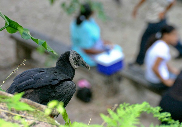 7.Kền kền bị cáo buộc là điệp viên Israel. Nhà nước Ả rậpSaudi đã cáo buộcchính phủ Israel cử một điệp viên động vật là một con kền kền để do thám họ sau khi người dân phát hiện một con kền kền có định vị GPS và máy thu, phát hình trên cơ thể. Tuy rằng đã có thông tin chính thức bác bỏ cáo buộc này nhưng vẫn rất nhiều người nghi ngờ về hành động của con kền kền.