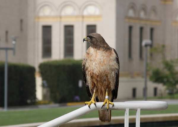 9.Israel không phải là quốc gia duy nhất đã bị cáo buộc sử dụng động vật làm điệp viên.Năm 2000, Ấn Độ cáo buộc Pakistan cử một điệp viên diều hâu bay qua biên giới để do thám vì họ phát hiện con diều hâu này được trang bị thiết bị theo dõi tân tiến.