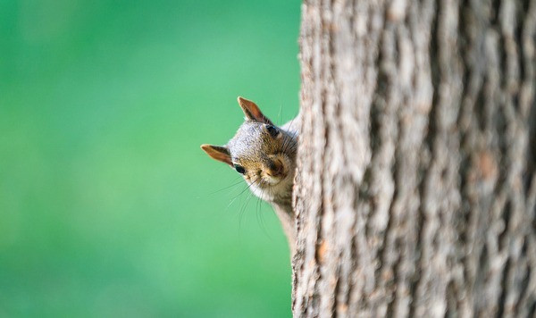8. Trong năm 2013, các tình báo Iran đã bắt giữ 14 con sóc, tuyên bố những con vật này là những điệp viên động vật, trên cơ thể có những dụng cụ gián điệp dùng để nghe trộm. Đến giờ, người ta vẫn không biết số phận của những điệp viên sóc này ra sao.