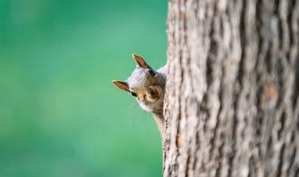 8. Trong năm 2013, các tình báo Iran đã bắt giữ 14 con sóc, tuyên bố những con vật này là những điệp viên động vật, trên cơ thể có những dụng cụ gián điệp dùng để nghe trộm. Đến giờ, người ta vẫn không biết số phận của những điệp viên sóc này ra sao.