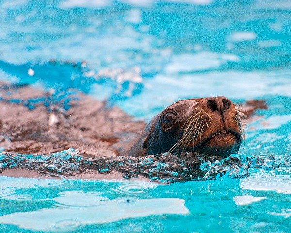 2. Cá heo và sư tử biển.Chương trình Mammal Marine của Hải quân Mỹ bắt đầu hơn 40 năm trước đây. Cả hai con cá heo và sư tử biển được huấn luyện để phát hiện những người bơi lội đáng ngờ và các thợ lặn cũng như xác định vị trí và đánh dấu mìn dưới nước. Cá heo được sử dụng vì chúng có khả năng phát hiện sóng âm rất tuyệt vời còn sư tử biển được tin cậy giao việc vì chúng có tầm nhìn dưới nước hoàn hảo.Khi phát hiện một kẻ tình nghi hoặc khủng bố,điệp viên cá heovà sư tử biển sẽ chạm vào một cảm biến trên tàu, sau đó quay lại nơi phát hiện dấu hiệu nguy hiểm. Chỉ cần theo dấu những điệp viên động vật này, con người sẽ tìm thấy mối nguy hiểm và kịp thời ngăn chặn.