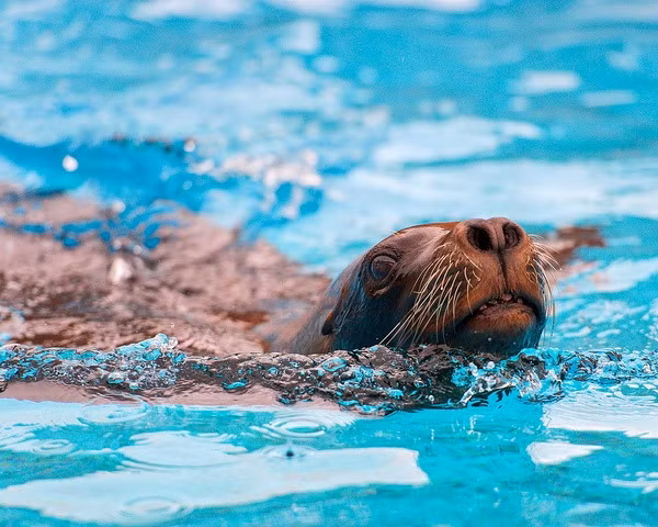 2. Cá heo và sư tử biển.Chương trình Mammal Marine của Hải quân Mỹ bắt đầu hơn 40 năm trước đây. Cả hai con cá heo và sư tử biển được huấn luyện để phát hiện những người bơi lội đáng ngờ và các thợ lặn cũng như xác định vị trí và đánh dấu mìn dưới nước. Cá heo được sử dụng vì chúng có khả năng phát hiện sóng âm rất tuyệt vời còn sư tử biển được tin cậy giao việc vì chúng có tầm nhìn dưới nước hoàn hảo.Khi phát hiện một kẻ tình nghi hoặc khủng bố,điệp viên cá heovà sư tử biển sẽ chạm vào một cảm biến trên tàu, sau đó quay lại nơi phát hiện dấu hiệu nguy hiểm. Chỉ cần theo dấu những điệp viên động vật này, con người sẽ tìm thấy mối nguy hiểm và kịp thời ngăn chặn.