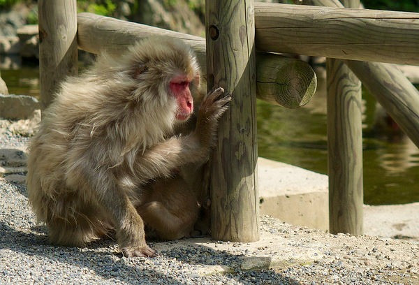 10.Trong cuộc chiến tranh của Napoleon, một chiếc tàu Pháp bị chìm ngoài khơi bờ biển Anh gần Hartlepool.Người sống sót duy nhất là một con khỉ mặc một bộ đồng phục quân đội Pháp, có lẽ nó có mặt trên tàu để giải trí cho đoàn thủy thủ nhưng thật không may, bởi vì người dân chưa bao giờ thấy một người Pháp trước đó và vì con khỉ không nói được tiếng người, họ tin rằng nó là một điệp viên Pháp.Kết quả là con khỉ đã bị treo cổ.