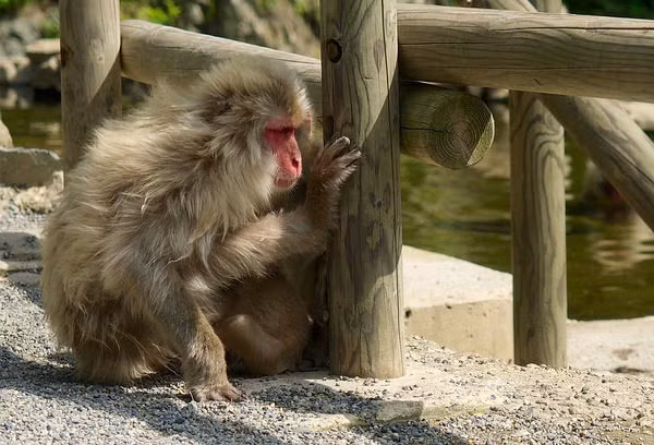 10.Trong cuộc chiến tranh của Napoleon, một chiếc tàu Pháp bị chìm ngoài khơi bờ biển Anh gần Hartlepool.Người sống sót duy nhất là một con khỉ mặc một bộ đồng phục quân đội Pháp, có lẽ nó có mặt trên tàu để giải trí cho đoàn thủy thủ nhưng thật không may, bởi vì người dân chưa bao giờ thấy một người Pháp trước đó và vì con khỉ không nói được tiếng người, họ tin rằng nó là một điệp viên Pháp.Kết quả là con khỉ đã bị treo cổ.