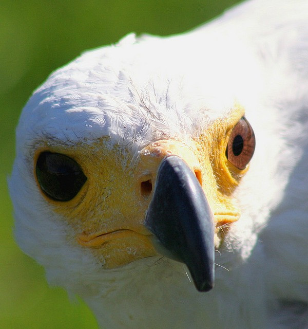 5. Cùng họ Chim với bồ câu nhưng những điệp viên chim ưng ít được sử dụng hơn do rất khó huấn luyện. Mặc dù vậy, khi đã huấn luyện thành công, xác suất hoàn thành nhiệm vụ của chim ưng lại cao hơn bồ câu. Có lẽ do nguyên nhân thể lực. Trong thế chiến thứ II, cùng với bồ câu, những con chim ưng đã góp phần vào chiến thắng của quân đồng minh trước Đức quốc xã.