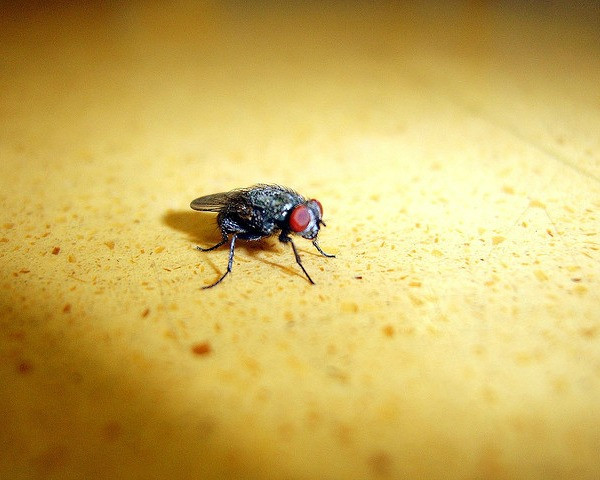 6. Các nhà khoa học từ Mỹ đã triển khai một dự án có tên là Defense Advanced Research Projects Agency (DARPA) thử nghiệm công nghệ côn trùng giám sát. Qua đó, những con bọ, côn trùng sẽ chính thức tham gia thế giới điệp viên động vật. Điện cực, pin, camera, micro và nhiều thiết bị khác được trang bị cho một số loài côn trùng và chúng sẽ trở thành các điệp viên tình báo tuyệt vời, không chỉ bởi chúng nhỏ mà di chuyển của chúng không hay bị chú ý bằng mắt thường. Các nhà nghiên cứu cũng đang tiến hành cấy ghép thử nghiệm đầu dò vào thành não của bọ cánh cứng và bướm đêm trong giai đoạn nhộng của chúng để khi lớn, chúng sẽ kết hợp tốt hợp với những cải tiến công nghệ.