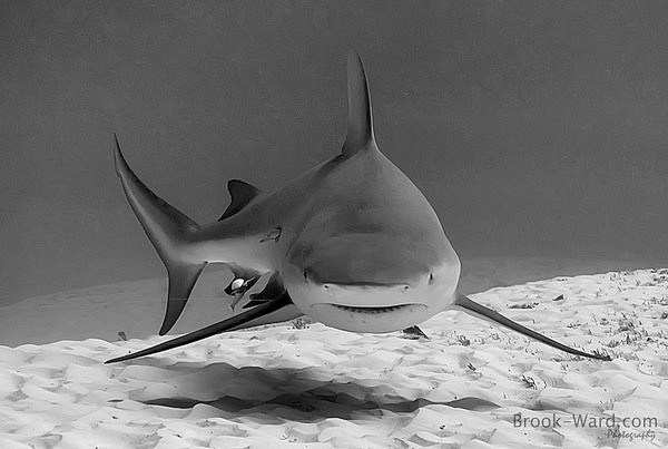 3.Mỹ có thể không sử dụng cá mập làm điệp viên, nhưng các nhà khoa học mới đây đã phát triển một phương pháp có thể kiểm soát sự di chuyển của cá mập. Sau đó, họ có thể sử dụng chúng để tuần tra các vùng biển. Khi một số lượng lớn các cuộc cá mập tấn công con người đột ngột xảy ra ngoài khơi bờ biển của Ai Cập vào năm 2010, các phương tiện truyền thông đã nhanh chóng cáo buộc chính phủ Israel sử dụng thiết bị GPS cấy trên cá mập để kiểm soát chuyển động của chúng, gây ra những vụ tấn công nhằm làm ảnh hưởng tiêu cực đến ngành du lịch Ai Cập.