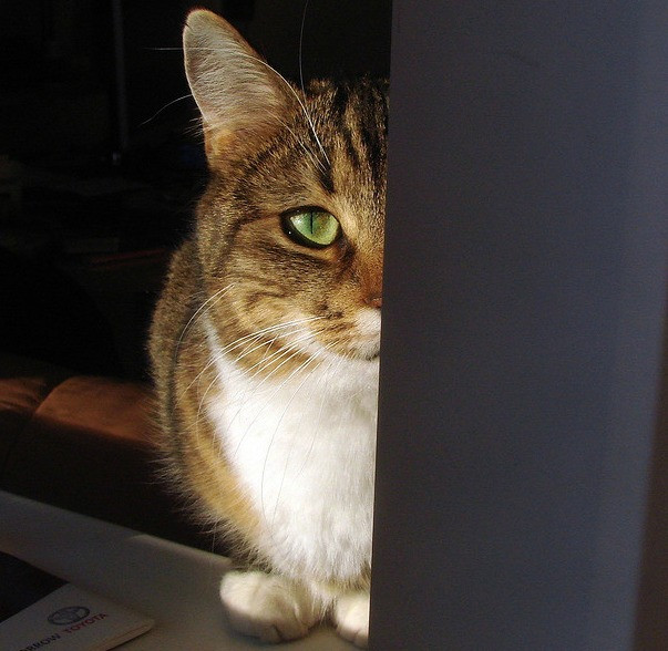 1. Mèo. Mèo là một trong những điệp viên động vật nổi tiếng nhất thế giới động vật. Vào những năm 60, CIA dùng mèo để do thám châu Á. Biệt danh "Acoustic Kitty" được đặt cho con mèo nằm trong dự án phẫu thuật cấy micro thu âm và máy thu hình vào cơ thể nó. Có nguồn tin cho rằng mèo điệp viên chưa kịp thu thập các thông tin tình báo thì đã bị một chiếc taxi tông phải khi đi ngang qua đường và chết thảm. Tuy nhiên, một nguồn tin khác cho biết, cuộc huấn luyện thành công và điệp viên mèo đã hoàn thành xuất sắc nhiệm vụ của mình. Thậm chí chuyển động của mèo điệp viên còn có thể được CIA kiểm soát bằng cách sử dụng sóng siêu âm.