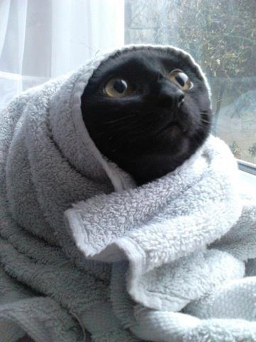 Không cầu kỳ, chú mèo này quấn thêm chiếc khăn là đã hài lòng với chiêu chống rét của mình.