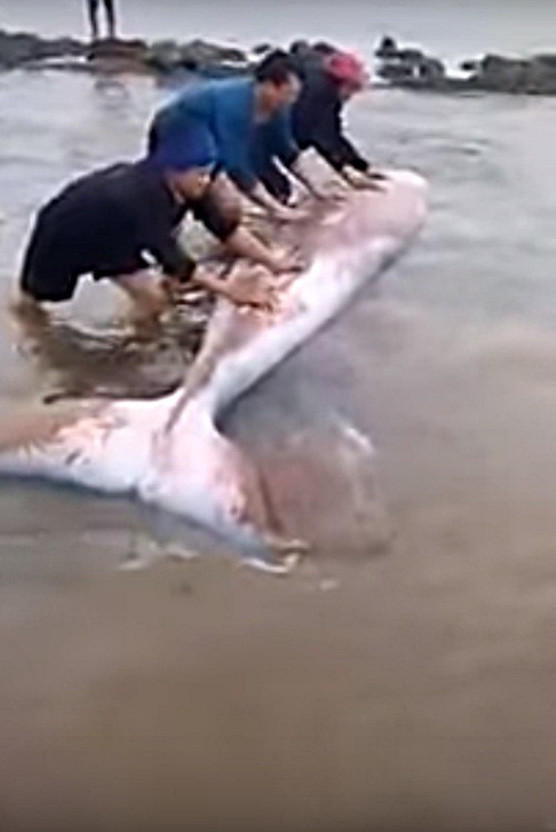 Người dân tập trung "lăn tròn" con cá khổng lồ ra vùng nước sâu để nó có thể tự bơi về môi trường biển thân thuộc của mình.