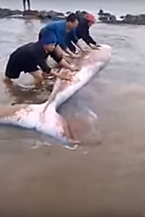 Người dân tập trung "lăn tròn" con cá khổng lồ ra vùng nước sâu để nó có thể tự bơi về môi trường biển thân thuộc của mình.