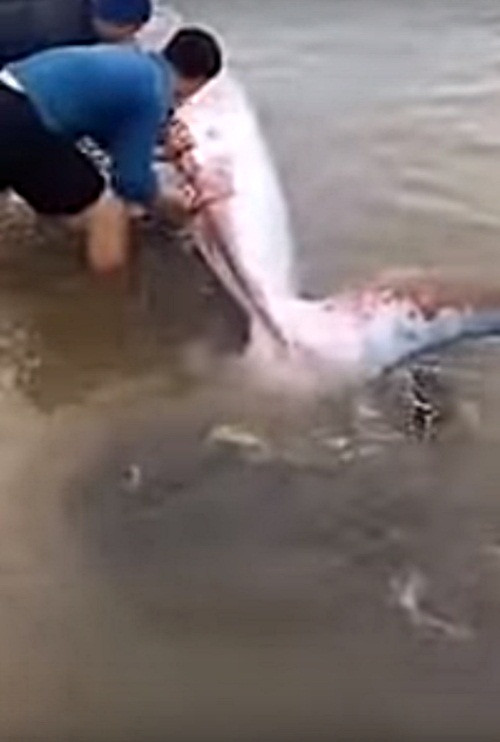 Mắc kẹt trong vùng nước nông, con cá khổng lồ dường như rất hiểu ý người muốn giúp, nó không hề chống trả hay quẫy mạnh, ảnh hưởng đến quá trình giải cứu.