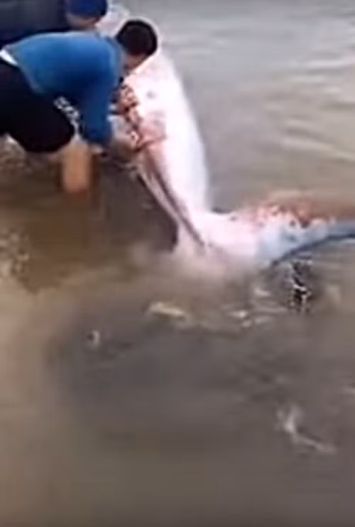 Mắc kẹt trong vùng nước nông, con cá khổng lồ dường như rất hiểu ý người muốn giúp, nó không hề chống trả hay quẫy mạnh, ảnh hưởng đến quá trình giải cứu.