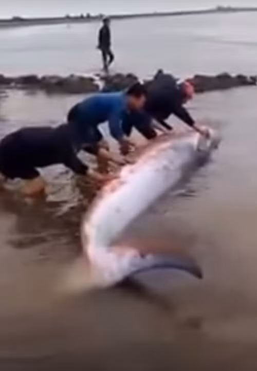 Có thông tin cho rằng đây là cá he, thường xuyên xuất hiện ở biển Giao Thủy. Khi có nắng ấm, loài cá khổng lồ này sẽ bơi thành từng đàn và nhào lộn trên biển. Cũng có ý kiến cho rằng đây là con cá voi con.