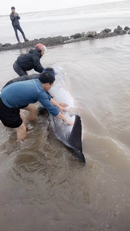 Thời điểm được tìm thấy, con cá khổng lồ dạt biển Nam Định này còn khá khỏe mạnh, không phát hiện có thương tích ngoài da.