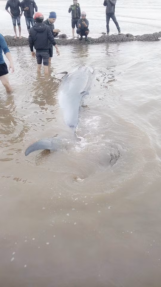 Con cá lạ khổng lồ nghi cá voi này sau khi được phát hiện đã nhanh chóng được người dân tập trung nhân lực giải cứu, đưa trở về biển.