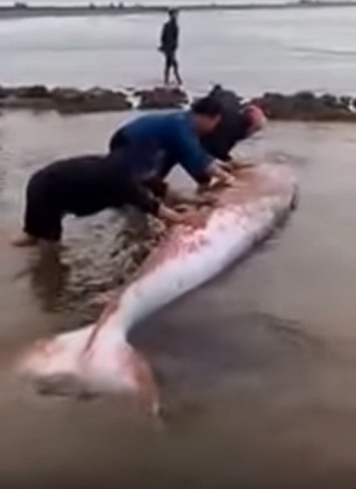 Mặc dù còn nhiều ý kiến khác nhau nhưng hành động giải cứu cá lạ khổng lồ của người dân Giao Thủy, Nam Định đã được cộng đồng hoan nghênh, ủng hộ và chia sẻ.